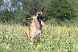 MALINOIS 801